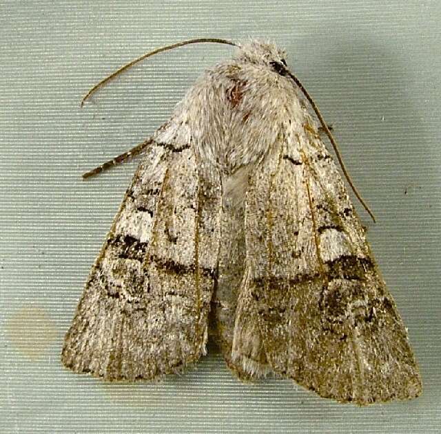 Imagem de Litholomia napaea Morrison 1874