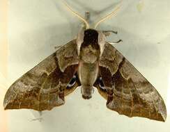 Image of One-eyed Sphinx, Eyed Hawk-moth