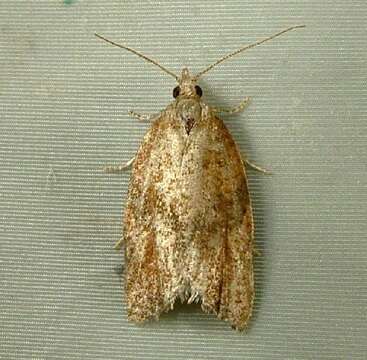 Image of Orange Tortrix