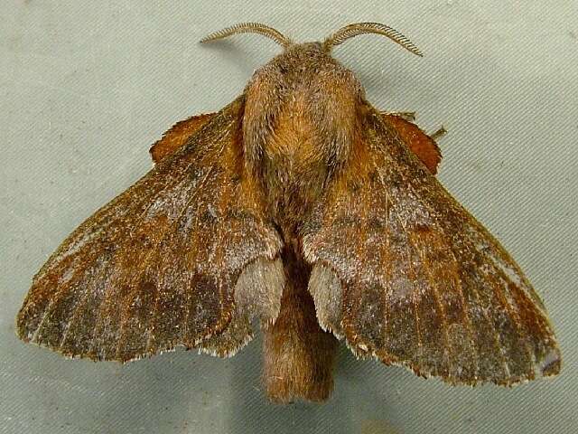 Image of American Lappet Moth