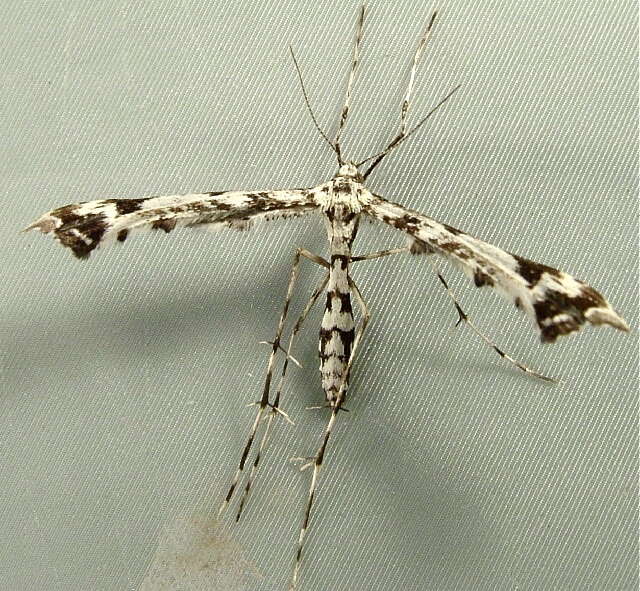 Image of Geranium Plume Moth