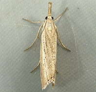 صورة Agriphila straminella