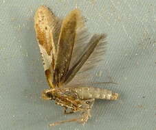 Image of Caloptilia stigmatella (Fabricius 1781)