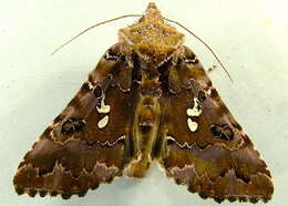 Image de Autographa corusca Strecker 1885