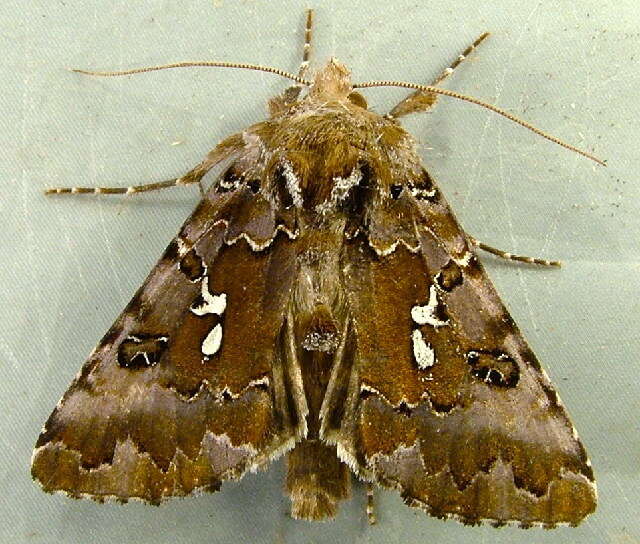 Image de Autographa corusca Strecker 1885