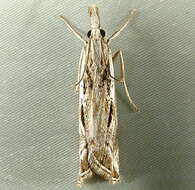 Image of Catoptria oregonicus