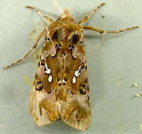 Image de Autographa corusca Strecker 1885