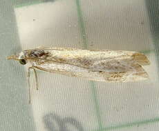 Image of Catoptria oregonicus