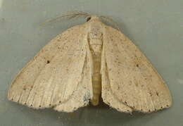 Image of Drepanulatrix monicaria Guenée 1858