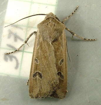 Image of Euxoa (Orosagrotis) wilsoni Grote 1873