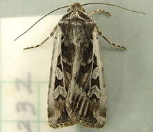 Слика од Euxoa (Orosagrotis) wilsoni Grote 1873