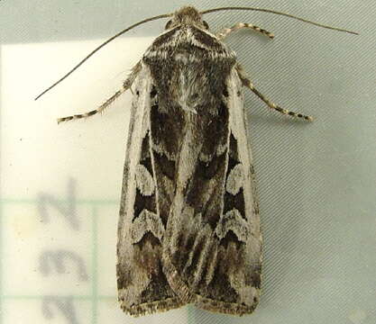 Image of Euxoa (Orosagrotis) wilsoni Grote 1873