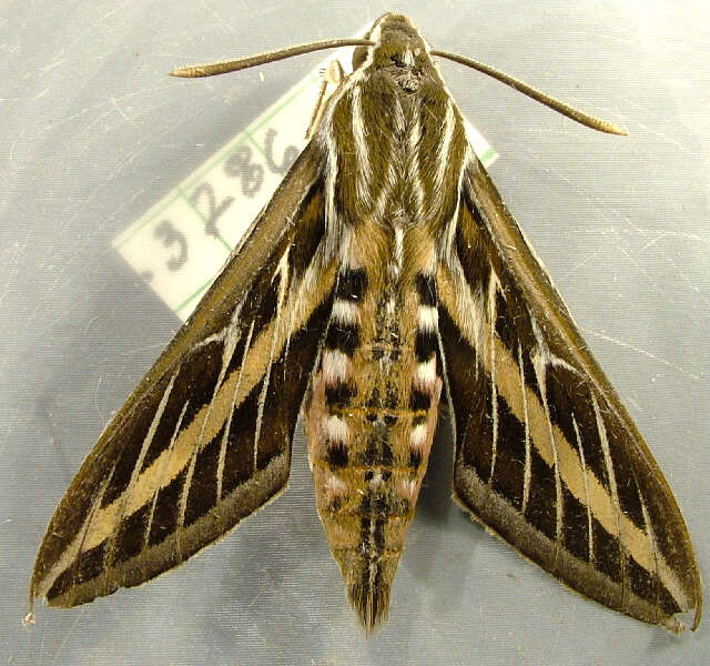 Image of White-lined Sphinx