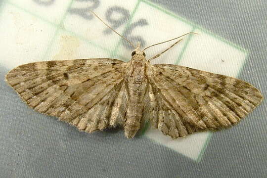 Image of Eupithecia longipalpata Packard 1876