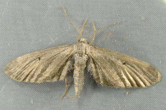 Image of Eupithecia bivittata Hulst 1896