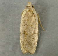 Image of Grass leafminer moth