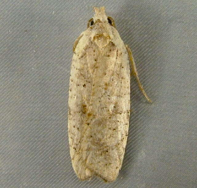 Image of Grass leafminer moth