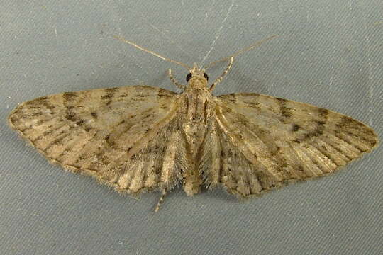 Image of Eupithecia longipalpata Packard 1876