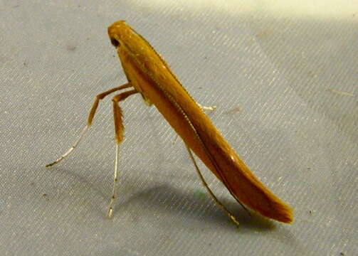 Image of Caloptilia alnicolella (Chambers 1875)