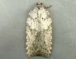 Acleris caliginosana Walker 1863的圖片