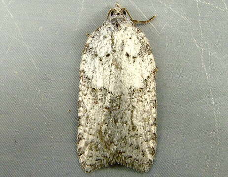 Acleris caliginosana Walker 1863的圖片