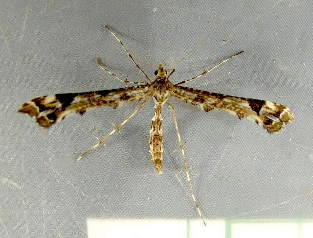 Image of Geranium Plume Moth