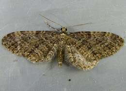 Image of Eupithecia olivacea Taylor 1906