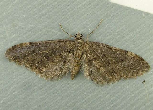 Image of Eupithecia olivacea Taylor 1906