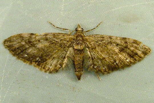 Image of Eupithecia columbiata Dyar 1904