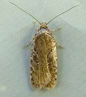 Image of Agonopterix oregonensis Clarke 1941