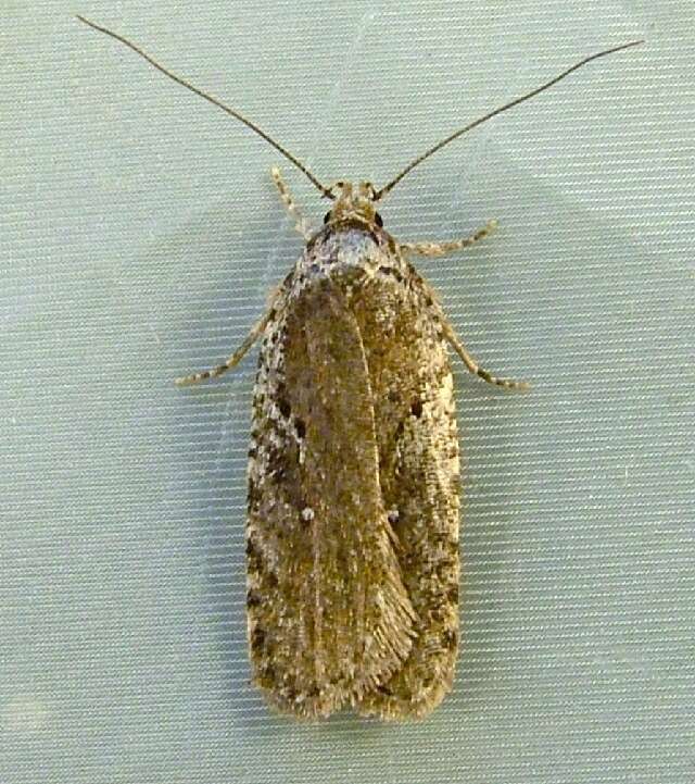 Image of Agonopterix oregonensis Clarke 1941