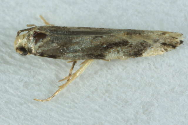 Image of Brown Hemlock Needleminer Moth