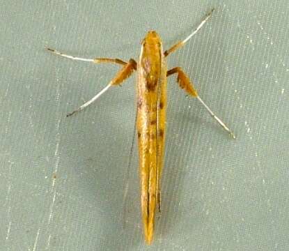 Image of Caloptilia