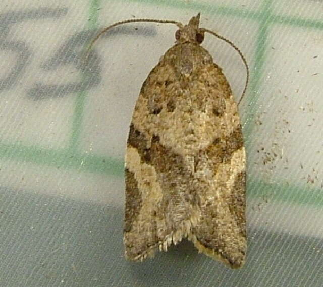 Image of Orange Tortrix