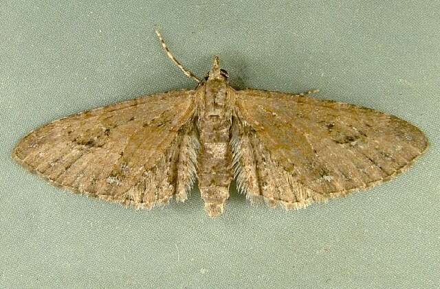 Image of Eupithecia unicolor Hulst 1896