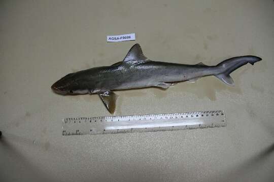 Image of Scoliodon