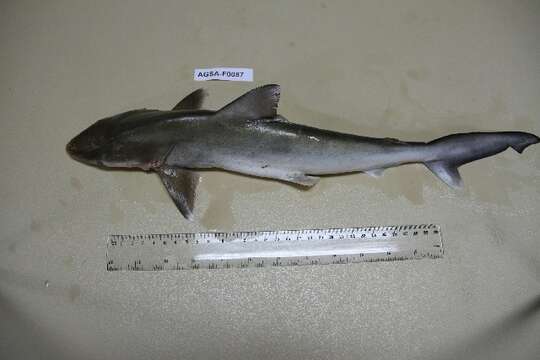 Image of Scoliodon