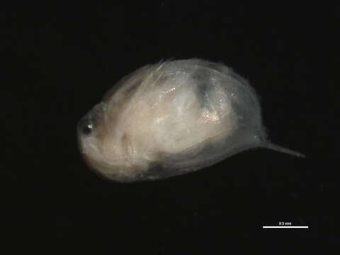 Image of Daphnia (Ctenodaphnia) magna Straus 1820