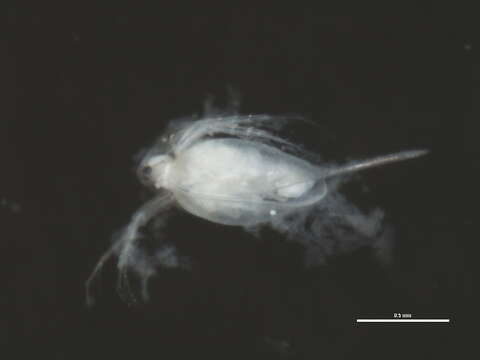 Image of Daphnia (Ctenodaphnia) magna Straus 1820