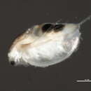 Image of Daphnia pulicaria