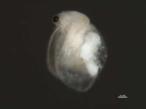 Image of Ceriodaphnia cf. laticaudata