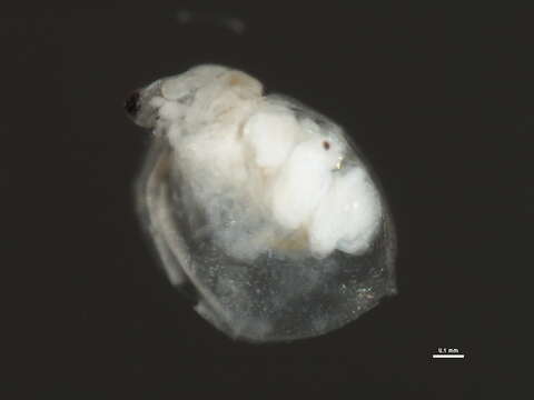 Image of Ceriodaphnia cf. laticaudata