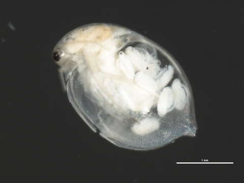 Image of Daphnia cf. pulex