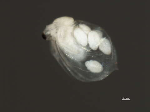 Image of Ceriodaphnia cf. laticaudata