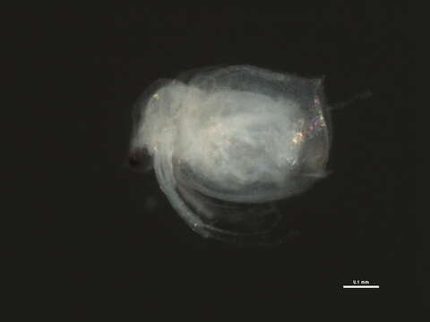 Image of Ceriodaphnia cf. laticaudata