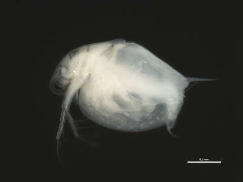 Image of Daphnia cf. middendorffiana