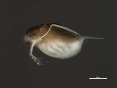 Image of Daphnia cf. middendorffiana