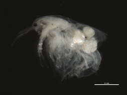 Image of Simocephalus cf. punctatus