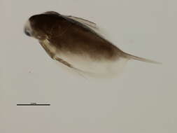 Image of Daphnia cf. middendorffiana