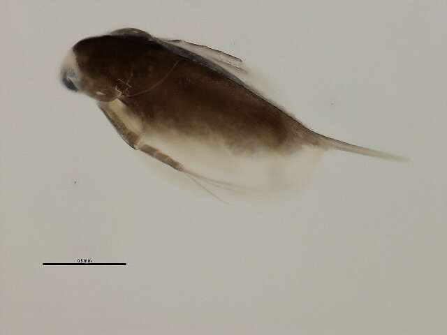 Image of Daphnia cf. middendorffiana